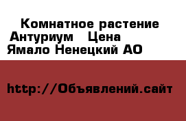Комнатное растение Антуриум › Цена ­ 1 500 - Ямало-Ненецкий АО  »    